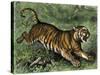 Tiger in the Wild, 1800s-null-Stretched Canvas