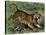 Tiger in the Wild, 1800s-null-Stretched Canvas