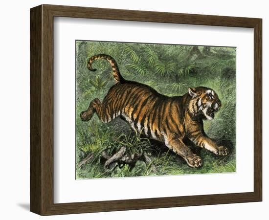 Tiger in the Wild, 1800s-null-Framed Giclee Print