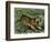 Tiger in the Wild, 1800s-null-Framed Giclee Print