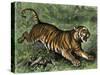 Tiger in the Wild, 1800s-null-Stretched Canvas