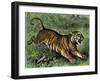 Tiger in the Wild, 1800s-null-Framed Giclee Print