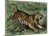 Tiger in the Wild, 1800s-null-Mounted Giclee Print