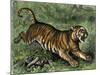 Tiger in the Wild, 1800s-null-Mounted Giclee Print