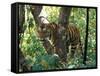 Tiger in Tree, India-Art Wolfe-Framed Stretched Canvas