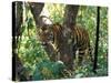 Tiger in Tree, India-Art Wolfe-Stretched Canvas