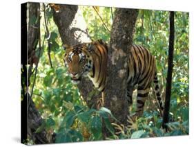 Tiger in Tree, India-Art Wolfe-Stretched Canvas