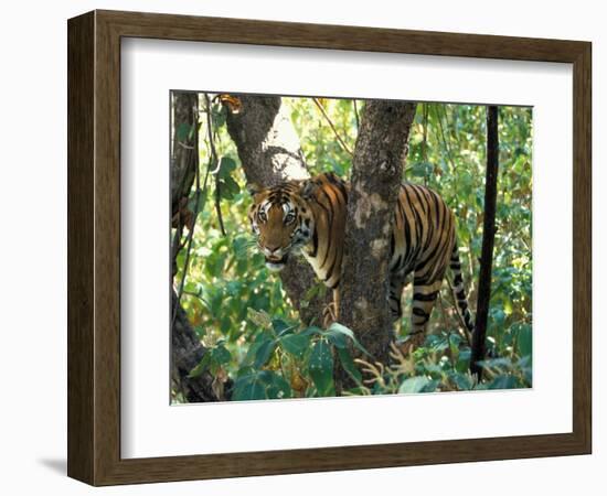 Tiger in Tree, India-Art Wolfe-Framed Photographic Print