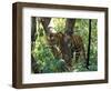 Tiger in Tree, India-Art Wolfe-Framed Photographic Print