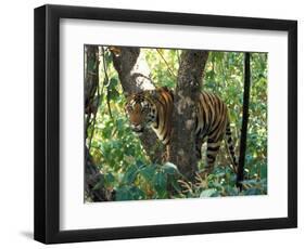 Tiger in Tree, India-Art Wolfe-Framed Photographic Print