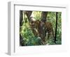 Tiger in Tree, India-Art Wolfe-Framed Photographic Print