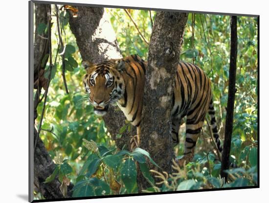 Tiger in Tree, India-Art Wolfe-Mounted Photographic Print