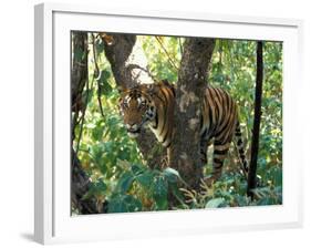 Tiger in Tree, India-Art Wolfe-Framed Photographic Print