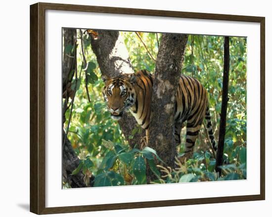 Tiger in Tree, India-Art Wolfe-Framed Photographic Print