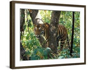 Tiger in Tree, India-Art Wolfe-Framed Photographic Print