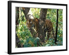 Tiger in Tree, India-Art Wolfe-Framed Photographic Print