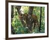 Tiger in Tree, India-Art Wolfe-Framed Photographic Print
