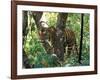 Tiger in Tree, India-Art Wolfe-Framed Photographic Print