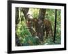 Tiger in Tree, India-Art Wolfe-Framed Photographic Print