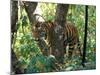 Tiger in Tree, India-Art Wolfe-Mounted Photographic Print