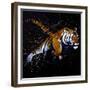 Tiger Jumping-null-Framed Premium Giclee Print