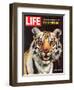 Tiger, June 25, 1965-Stan Wayman-Framed Photographic Print