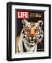 Tiger, June 25, 1965-Stan Wayman-Framed Photographic Print