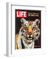 Tiger, June 25, 1965-Stan Wayman-Framed Photographic Print