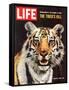 Tiger, June 25, 1965-Stan Wayman-Framed Stretched Canvas