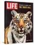 Tiger, June 25, 1965-Stan Wayman-Stretched Canvas