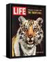 Tiger, June 25, 1965-Stan Wayman-Framed Stretched Canvas