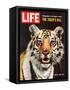 Tiger, June 25, 1965-Stan Wayman-Framed Stretched Canvas