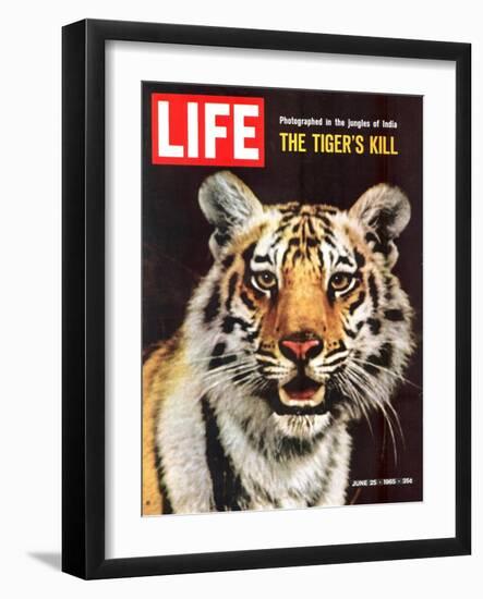 Tiger, June 25, 1965-Stan Wayman-Framed Photographic Print