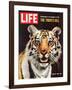 Tiger, June 25, 1965-Stan Wayman-Framed Photographic Print