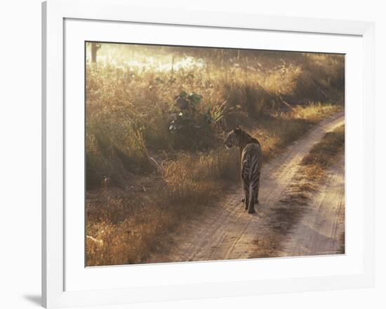 Tiger, Kanha National Park, Madhya Pradesh State, India-Jeremy Bright-Framed Photographic Print