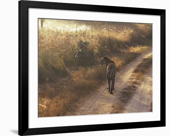 Tiger, Kanha National Park, Madhya Pradesh State, India-Jeremy Bright-Framed Photographic Print