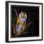 Tiger Leaping-null-Framed Art Print