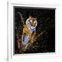 Tiger Leaping-null-Framed Art Print