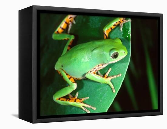 Tiger Leg Monkey Frog, Native to Peru-David Northcott-Framed Stretched Canvas