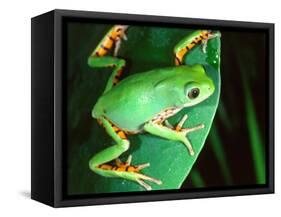 Tiger Leg Monkey Frog, Native to Peru-David Northcott-Framed Stretched Canvas