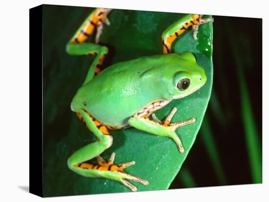 Tiger Leg Monkey Frog, Native to Peru-David Northcott-Stretched Canvas