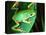 Tiger Leg Monkey Frog, Native to Peru-David Northcott-Stretched Canvas