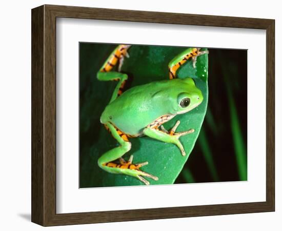 Tiger Leg Monkey Frog, Native to Peru-David Northcott-Framed Photographic Print