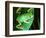 Tiger Leg Monkey Frog, Native to Peru-David Northcott-Framed Photographic Print