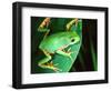 Tiger Leg Monkey Frog, Native to Peru-David Northcott-Framed Photographic Print