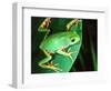 Tiger Leg Monkey Frog, Native to Peru-David Northcott-Framed Photographic Print