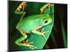 Tiger Leg Monkey Frog, Native to Peru-David Northcott-Mounted Photographic Print