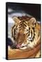 Tiger Licking its Fur (Captive Animal)-Lynn M^ Stone-Framed Stretched Canvas