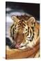 Tiger Licking its Fur (Captive Animal)-Lynn M^ Stone-Stretched Canvas