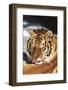 Tiger Licking its Fur (Captive Animal)-Lynn M^ Stone-Framed Photographic Print